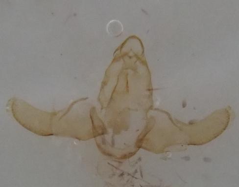 Réf. 356 981 : Eurodachtha siculella